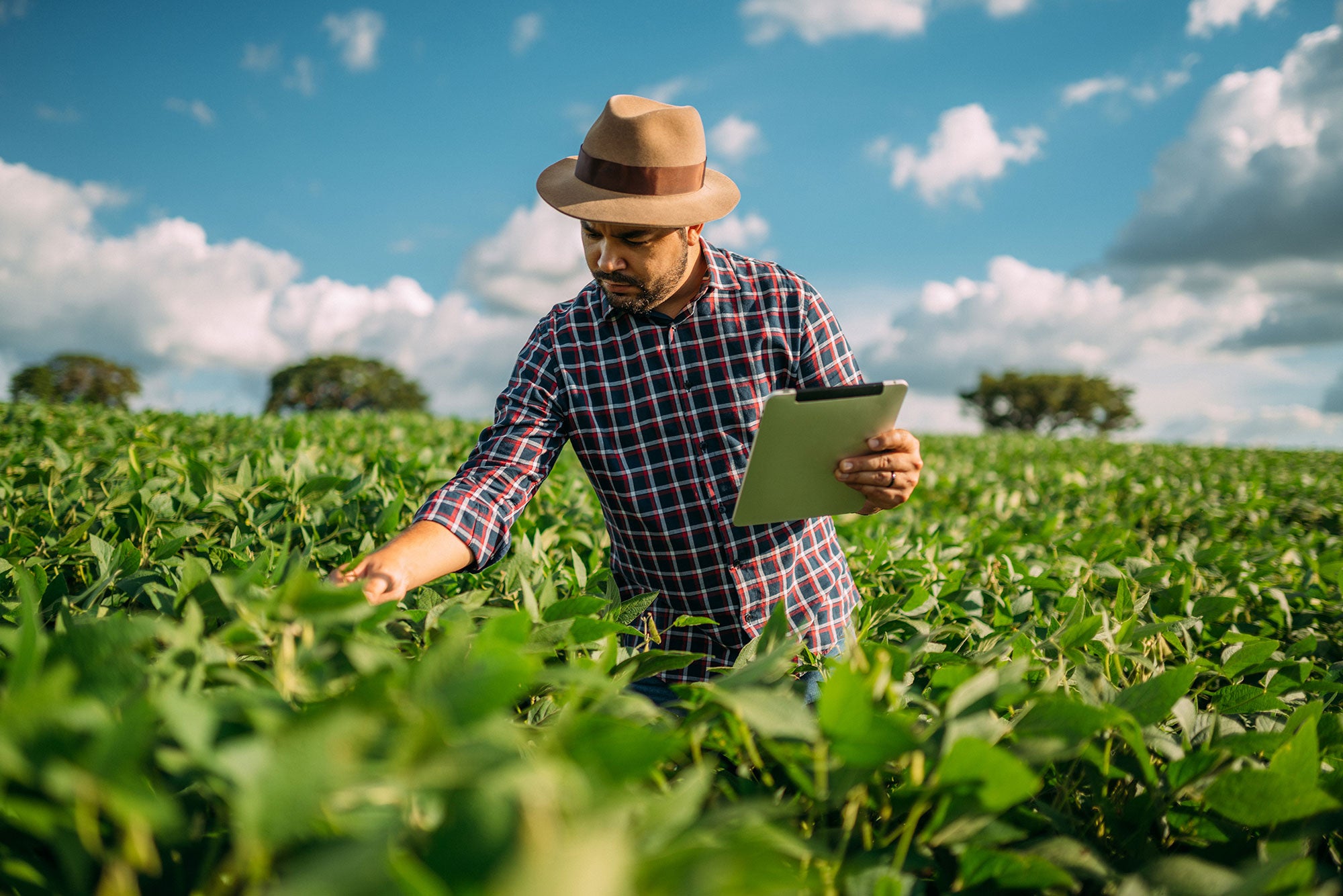 Farmer in a field using a tablet device